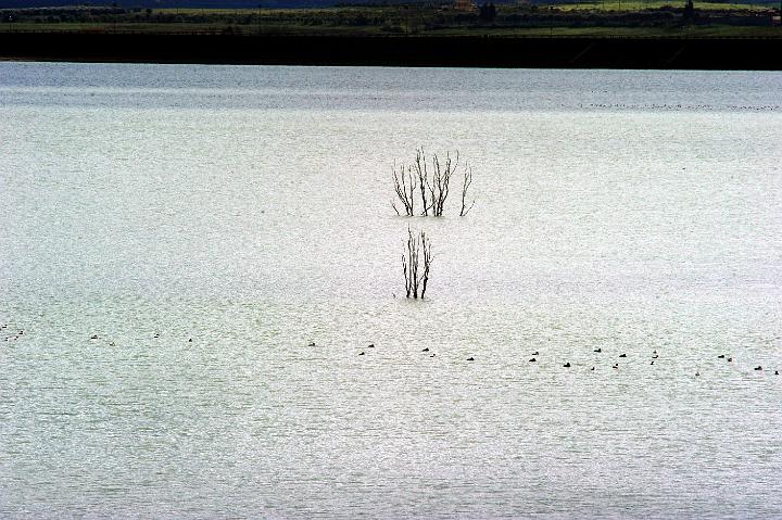 Biviere di Lentini 23.1.2011 (208).jpg